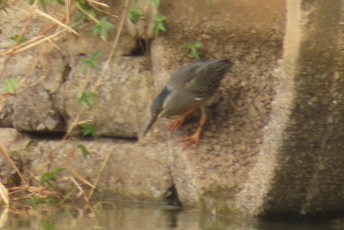 Striated Heron - ML642876557
