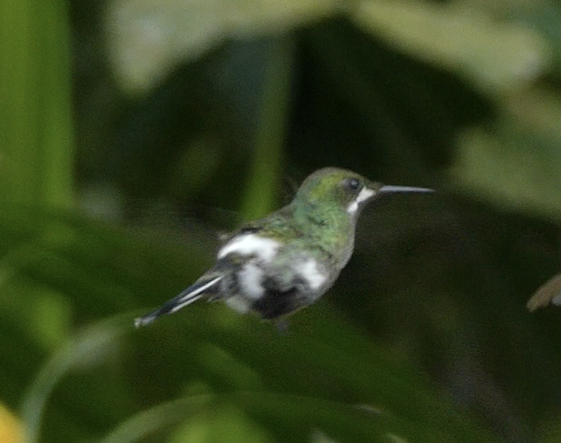 Green Thorntail - ML642876558