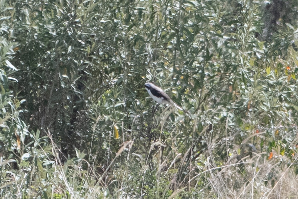 Gray-backed Fiscal - ML642876561