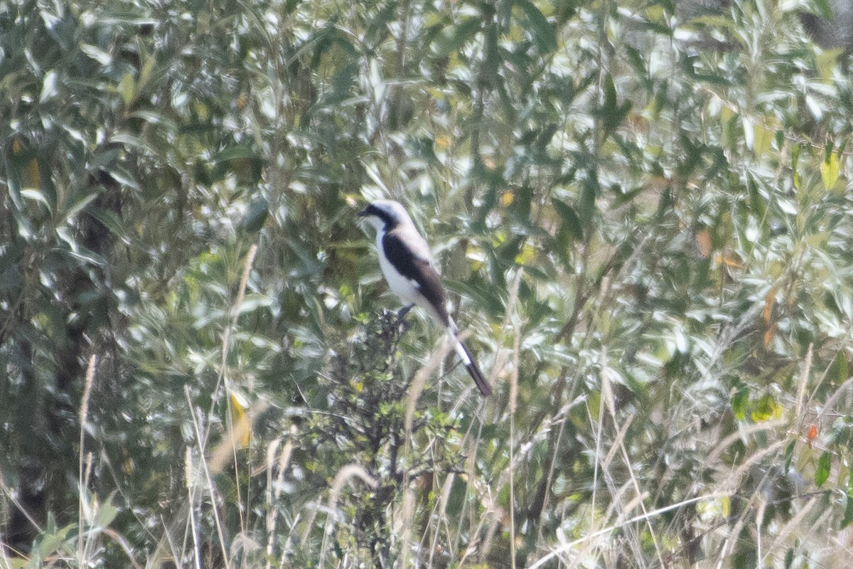 Gray-backed Fiscal - ML642876562