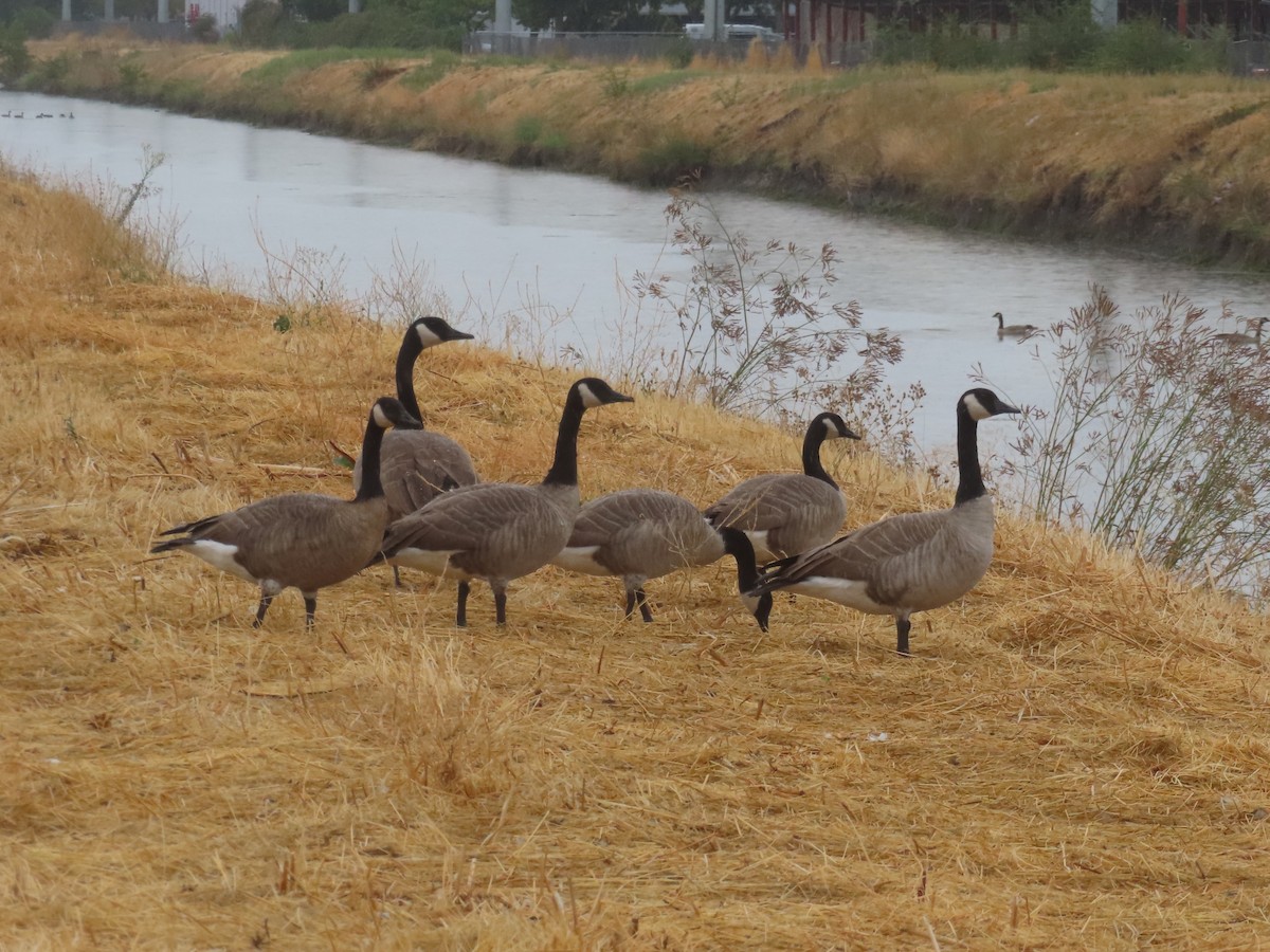 Canada Goose - ML642876563