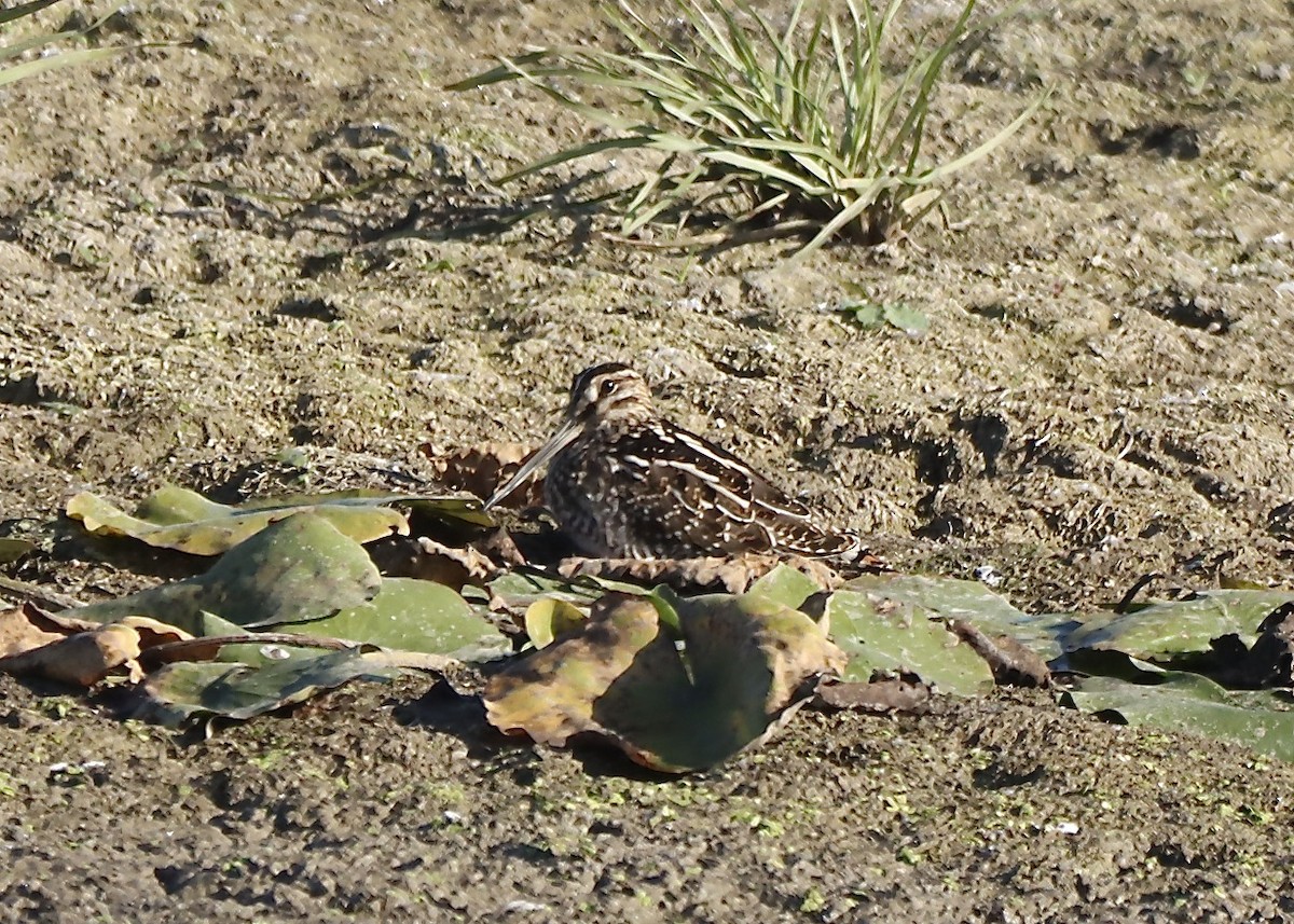Wilson's Snipe - ML642876566