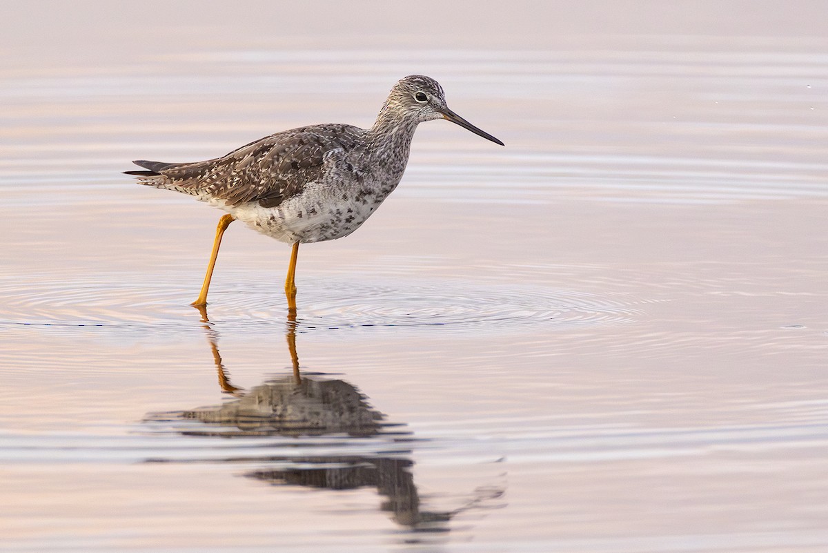 Greater Yellowlegs - ML642876567
