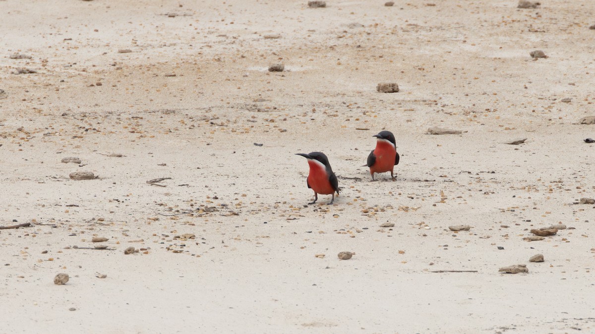 Rosy Bee-eater - ML642876568