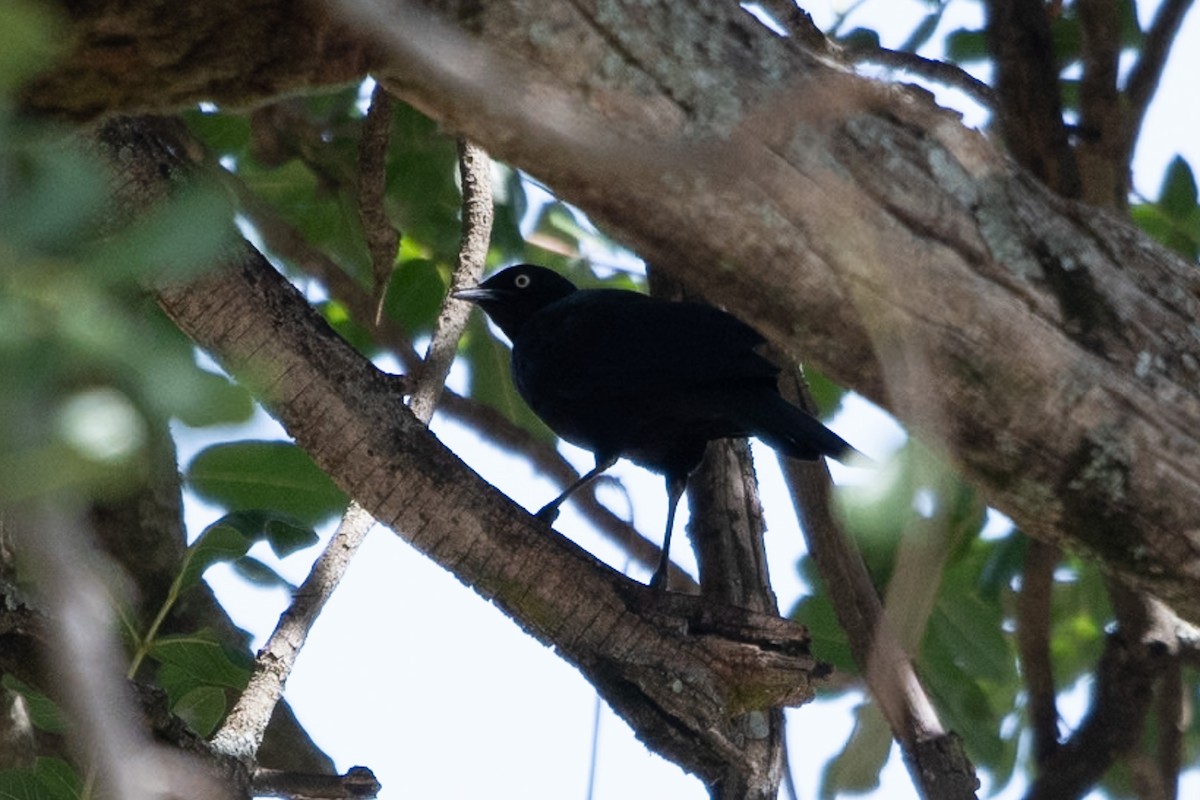 Rüppell's Starling - ML642876569