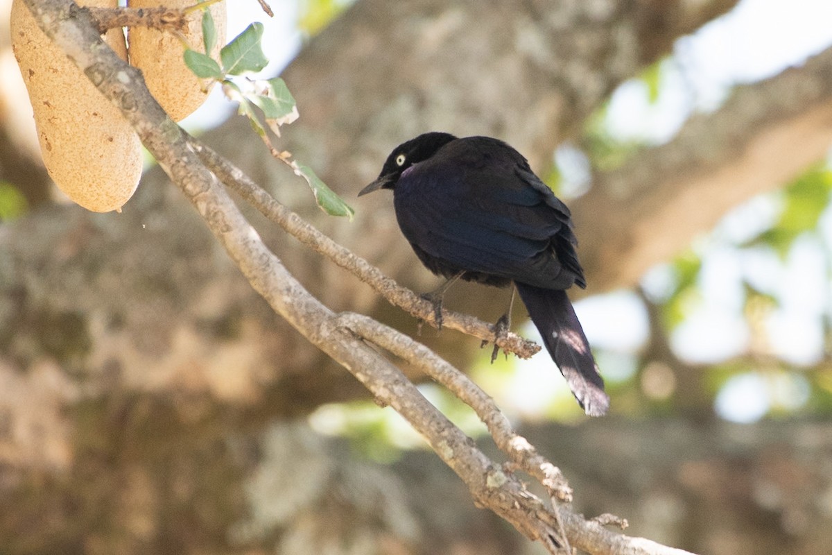 Rüppell's Starling - ML642876570