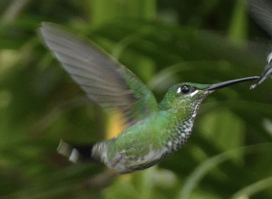 White-whiskered Hermit - ML642876572