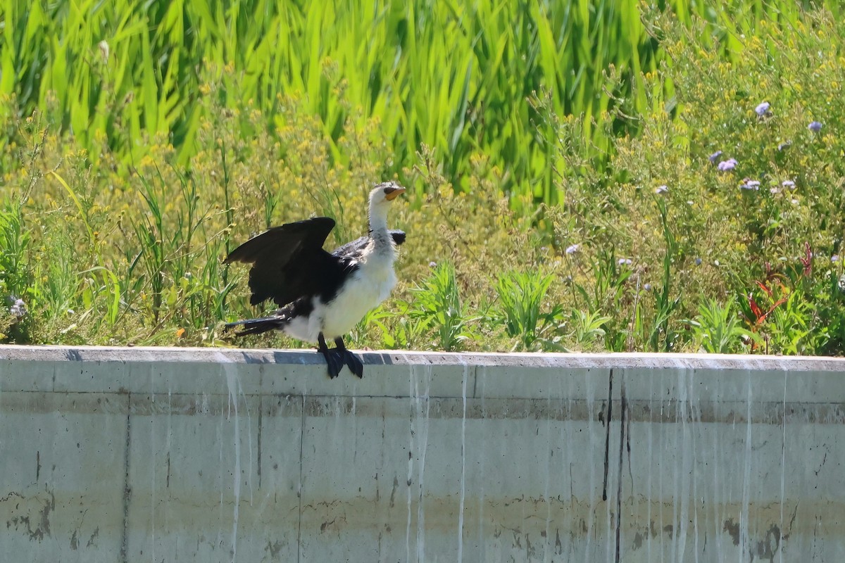 Little Pied Cormorant - ML642876574