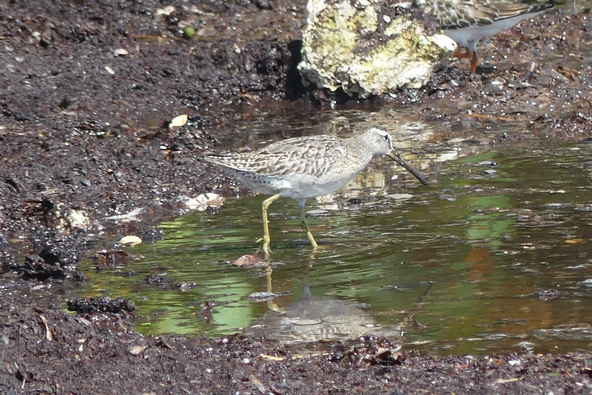 Short-billed Dowitcher - ML642876575