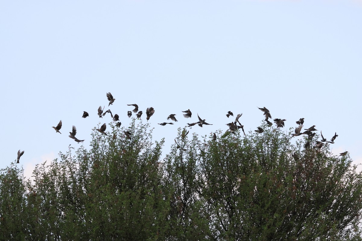 Wattled Starling - ML642876576