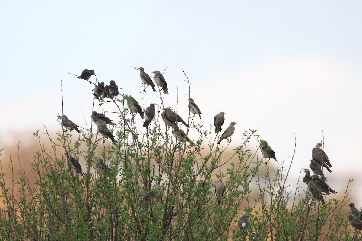 Wattled Starling - ML642876577