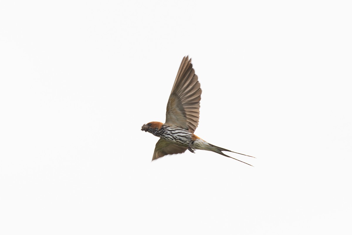 Lesser Striped Swallow - ML642876580