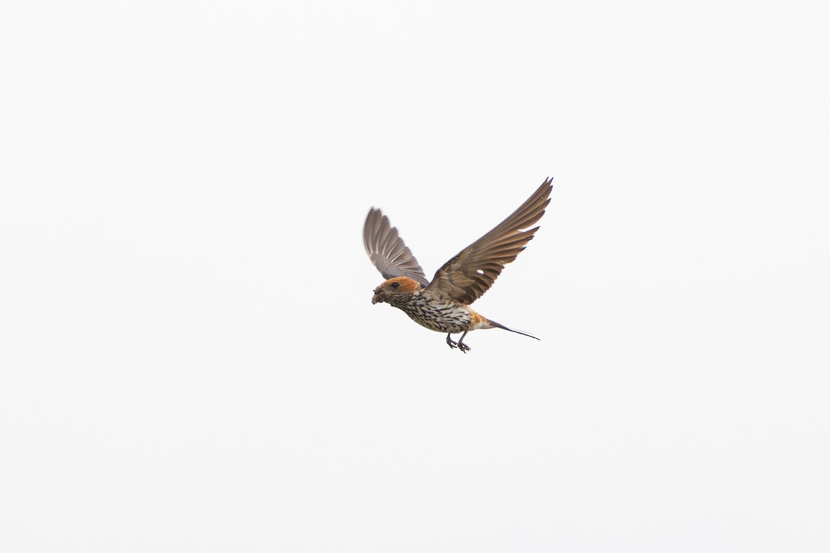 Lesser Striped Swallow - ML642876581