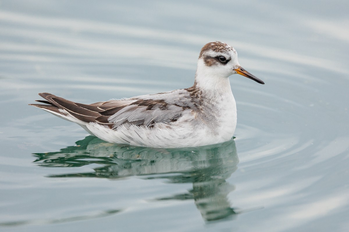Red Phalarope - ML642876585