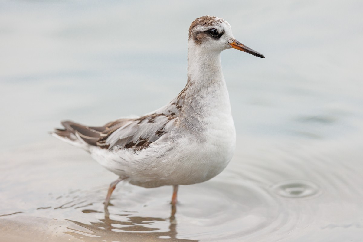 Red Phalarope - ML642876586