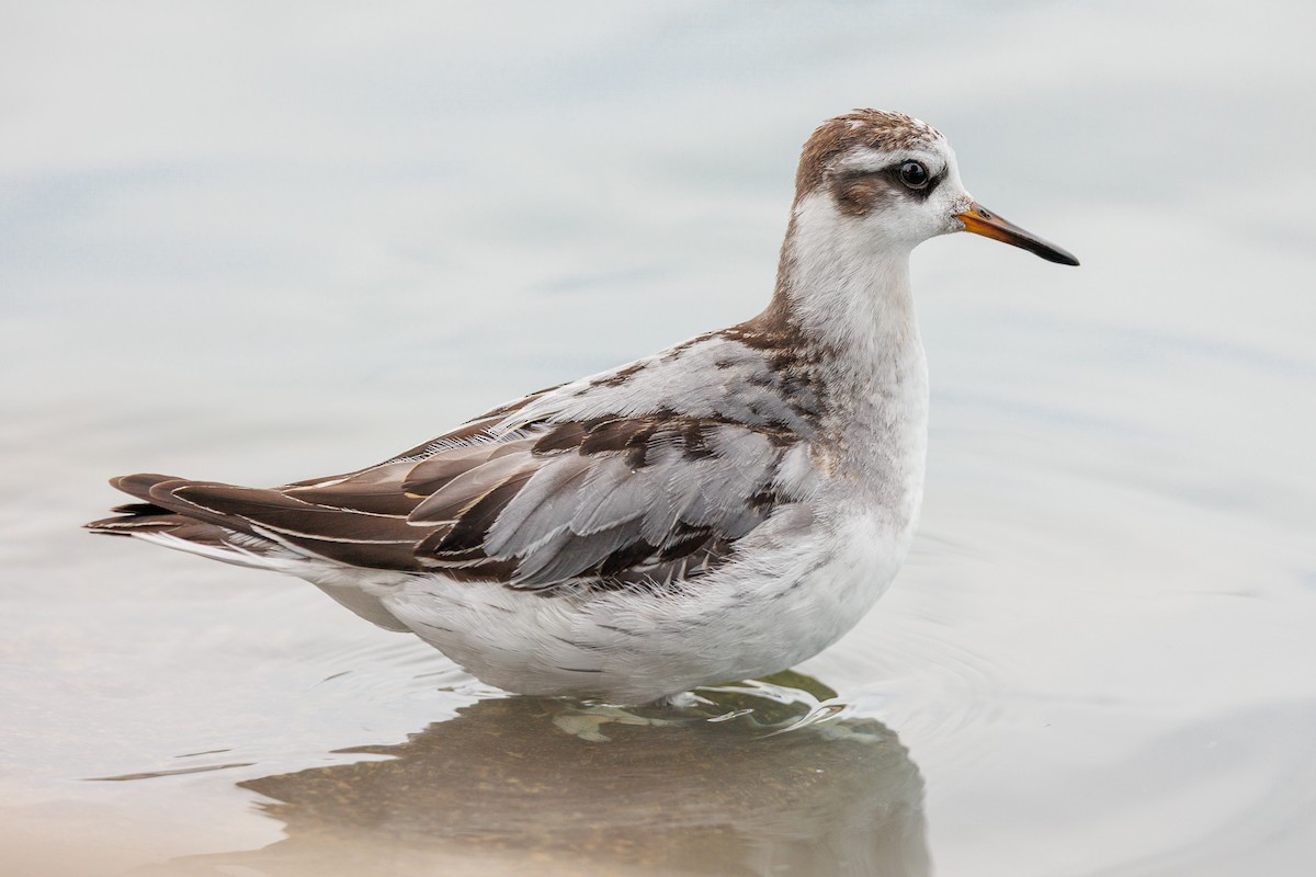 Red Phalarope - ML642876587
