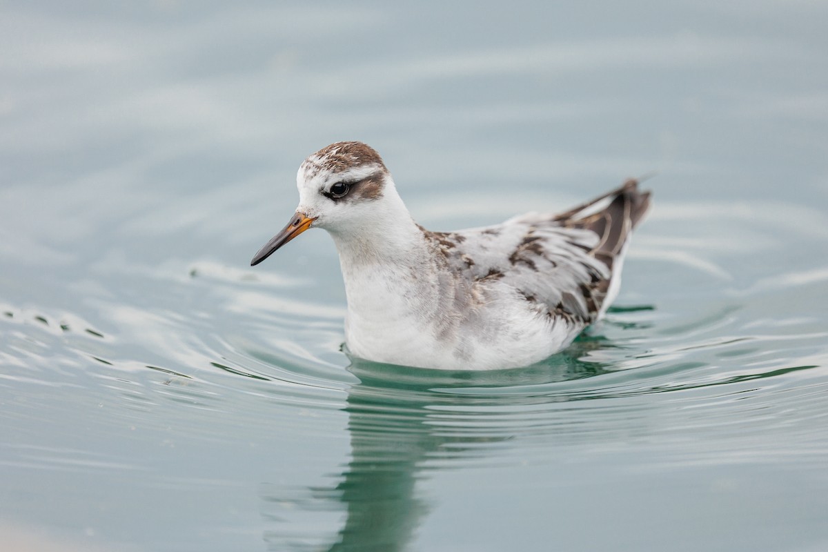 Red Phalarope - ML642876588