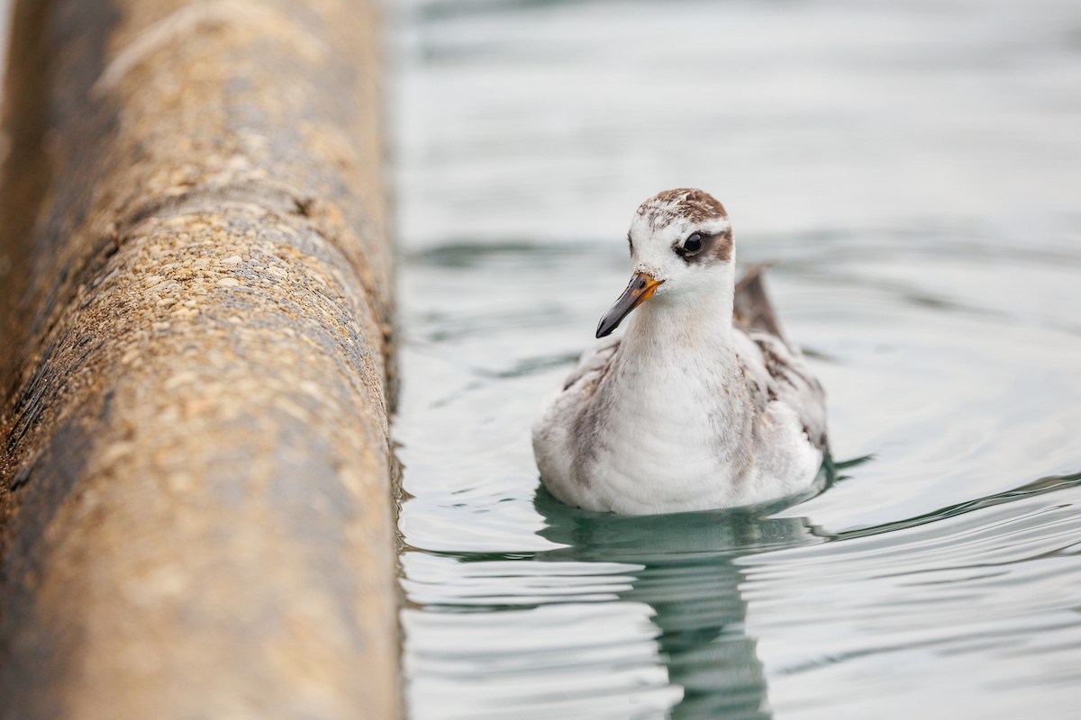Red Phalarope - ML642876589