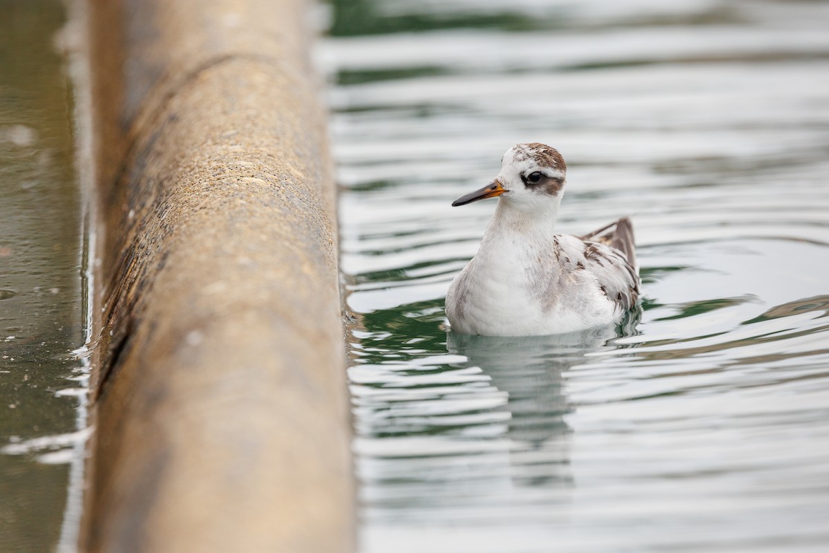 Red Phalarope - ML642876590