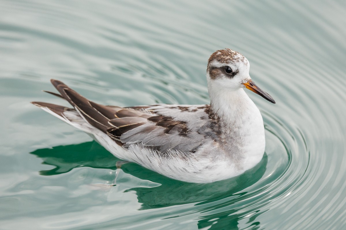 Red Phalarope - ML642876591