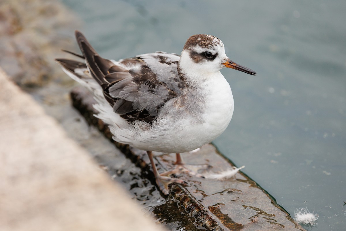Red Phalarope - ML642876592