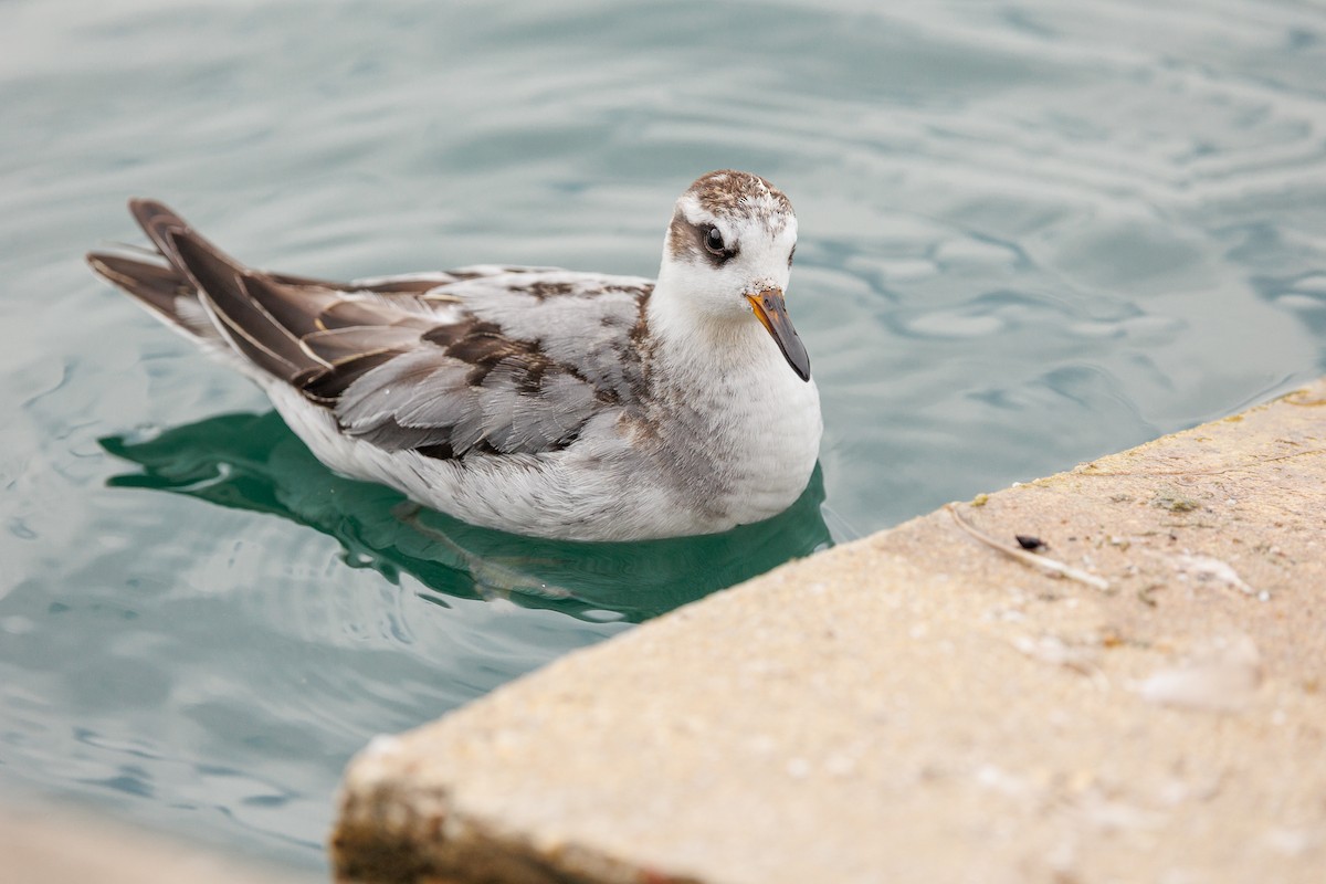 Red Phalarope - ML642876593