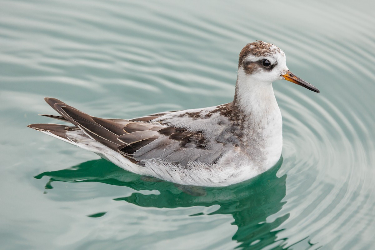 Red Phalarope - ML642876594