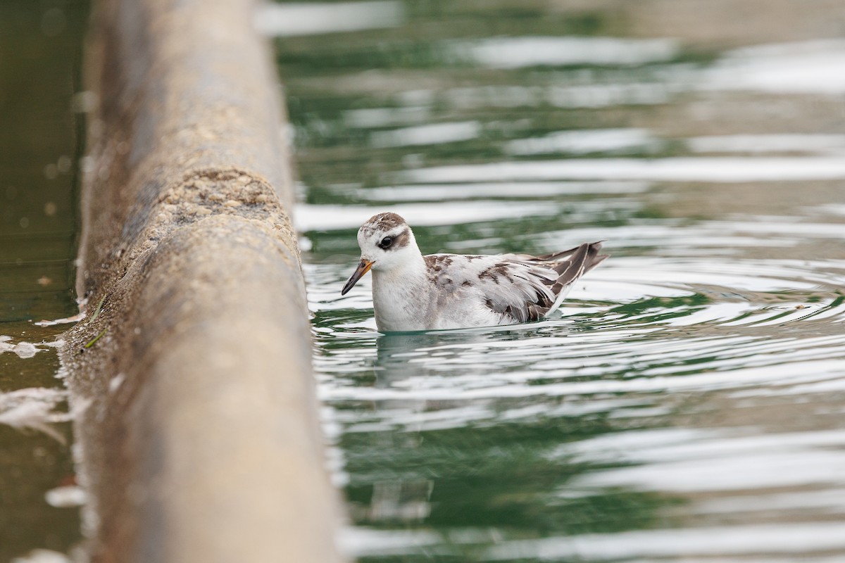 Red Phalarope - ML642876595