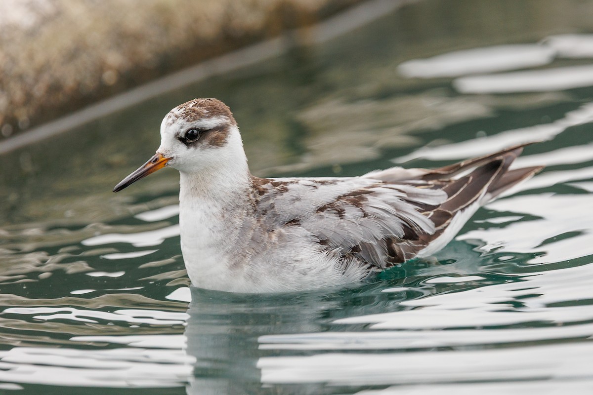 Red Phalarope - ML642876597