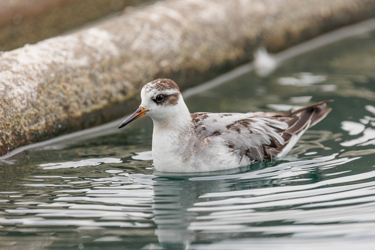 Red Phalarope - ML642876598