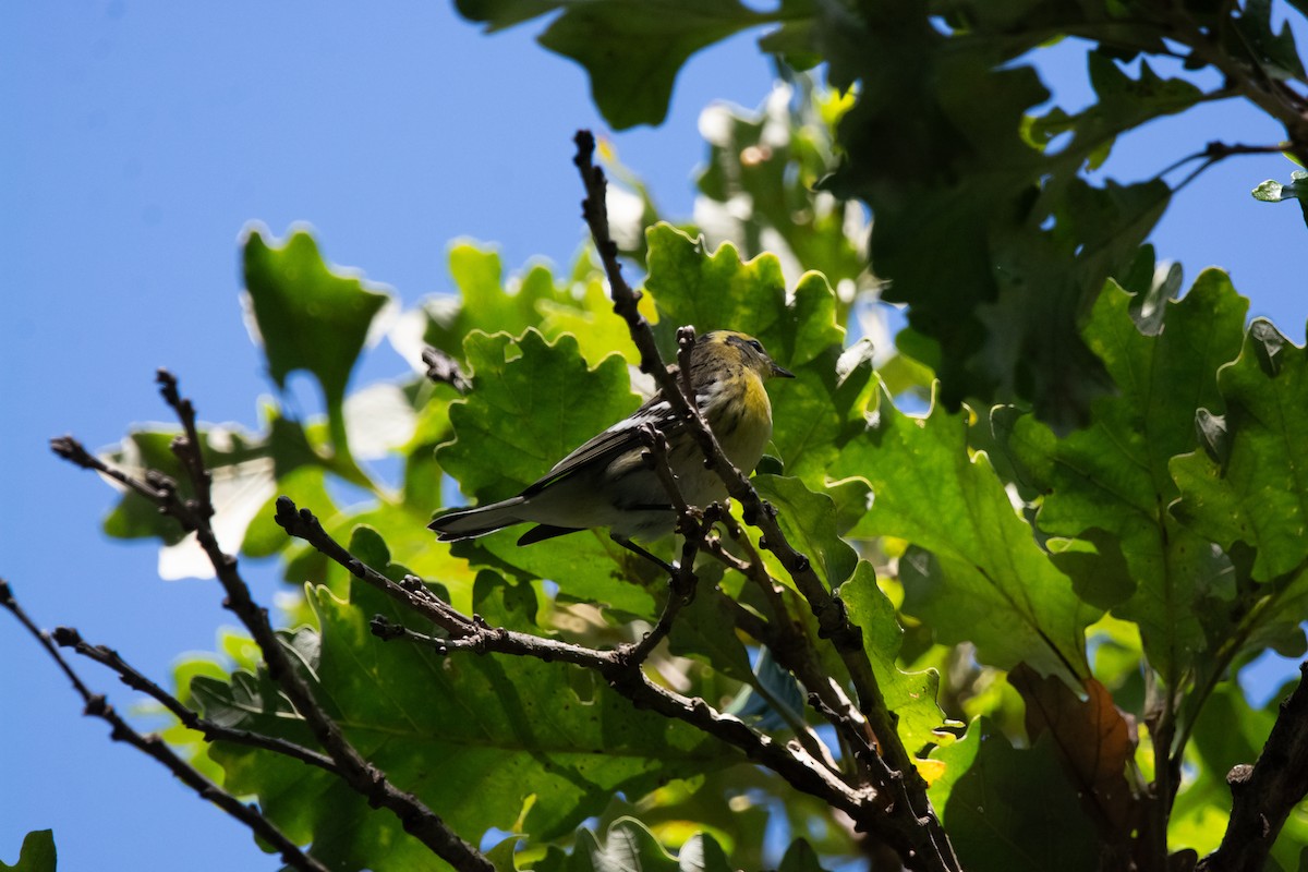 Blackburnian Warbler - ML642876608