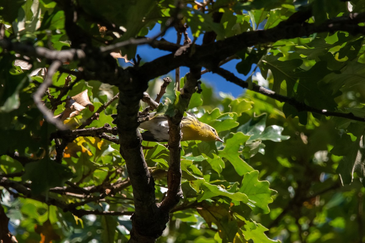 Blackburnian Warbler - ML642876609
