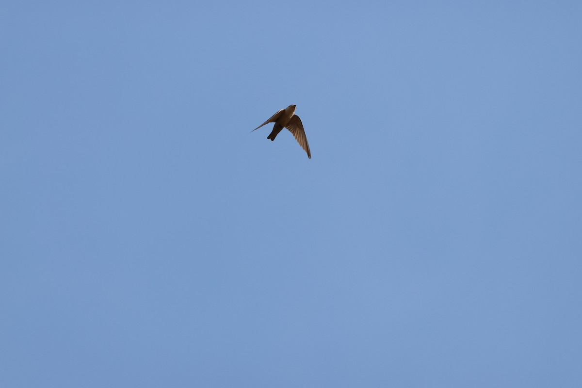 Southern Crag-Martin - ML642876612