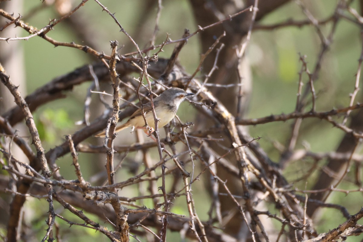 Black-chested Prinia - ML642876615