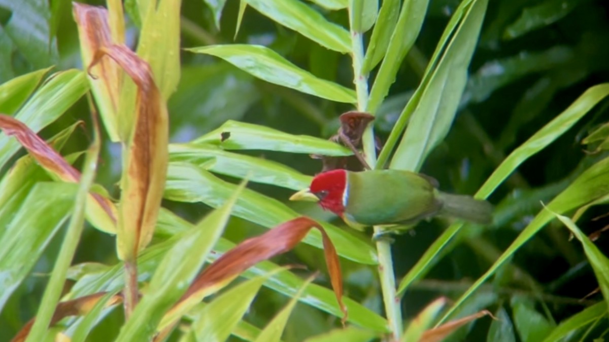 Red-headed Barbet - ML642876620