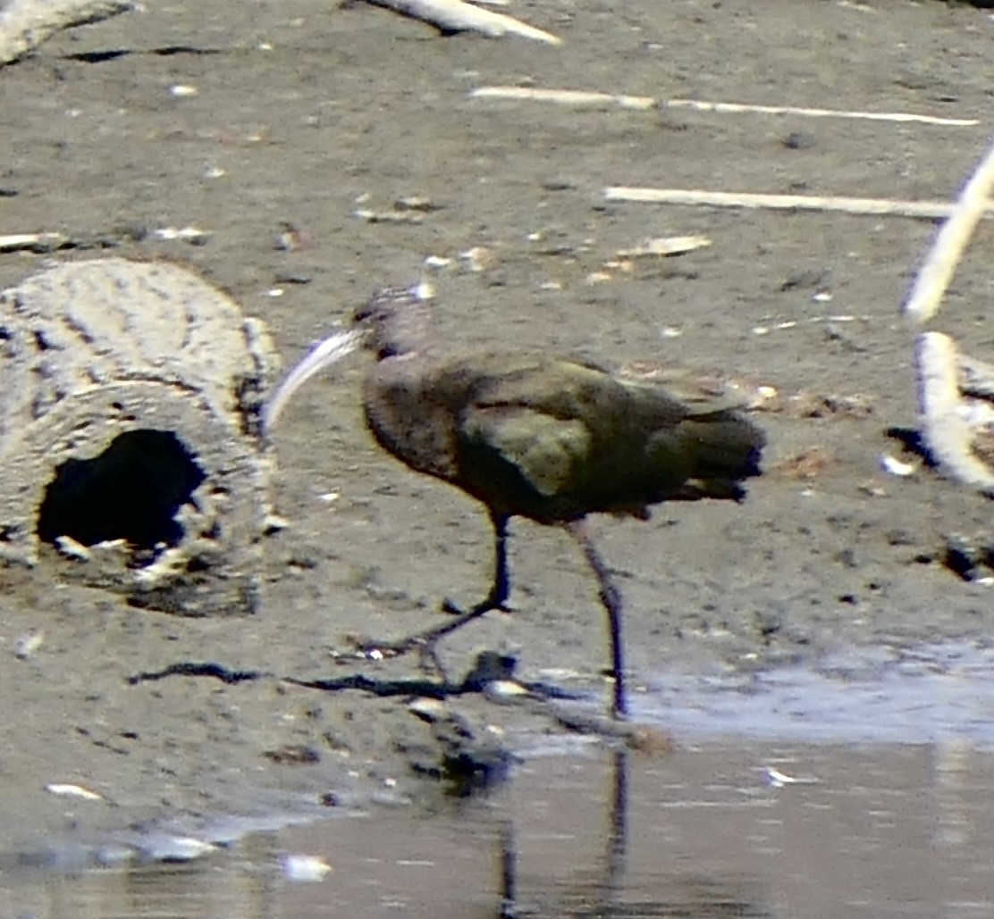 White-faced Ibis - ML642876621
