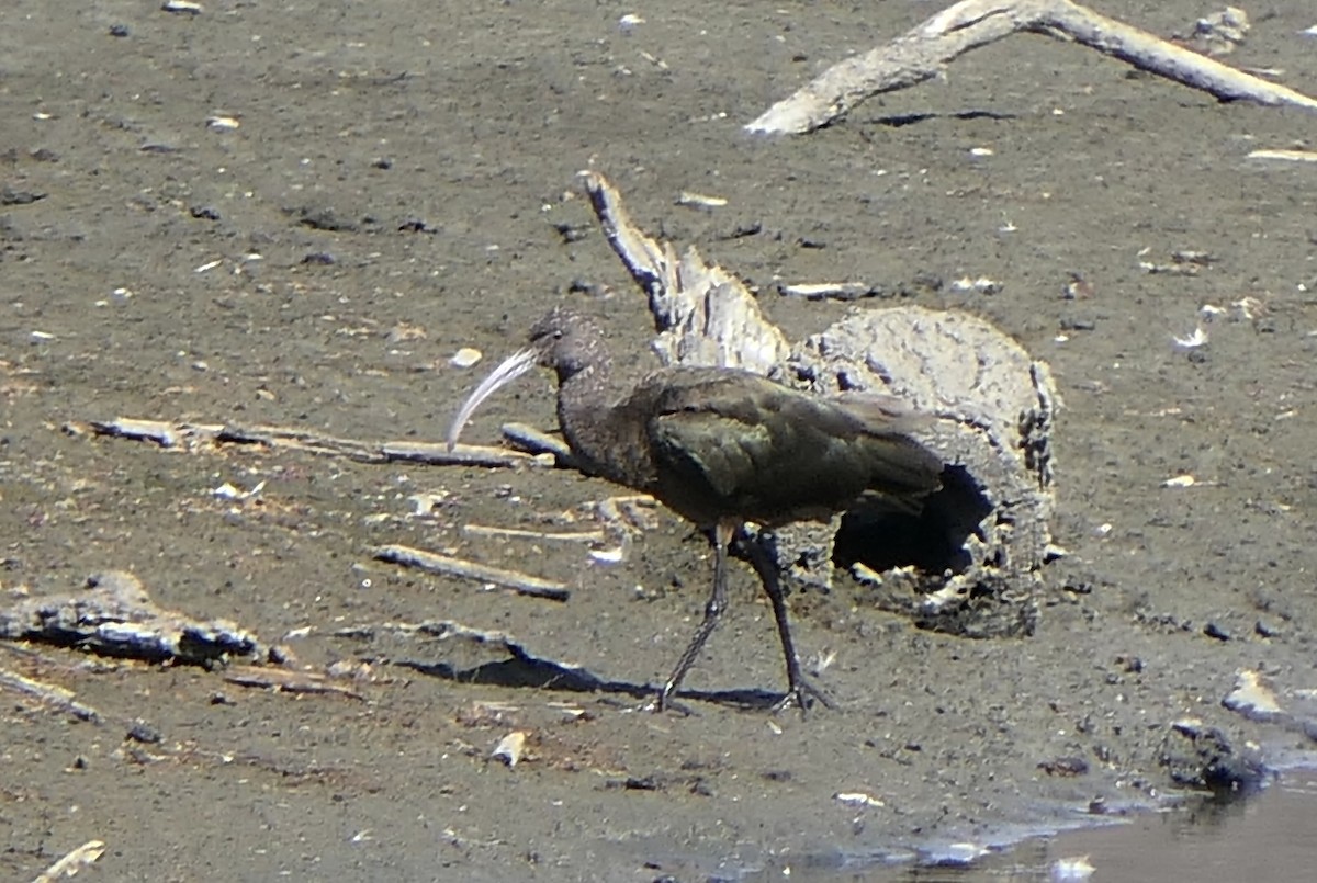 White-faced Ibis - ML642876622