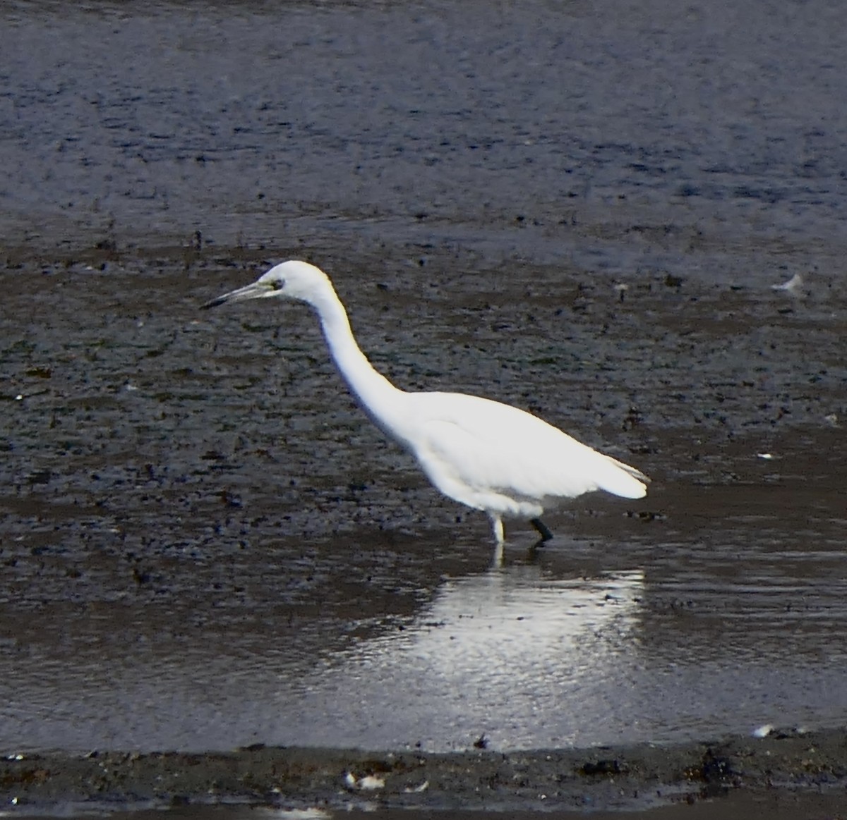 Little Blue Heron - ML642876632