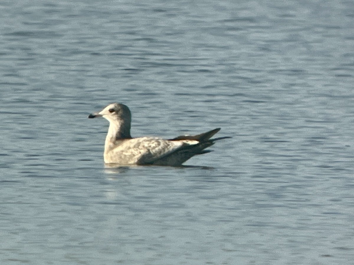 Short-billed Gull - ML642876650