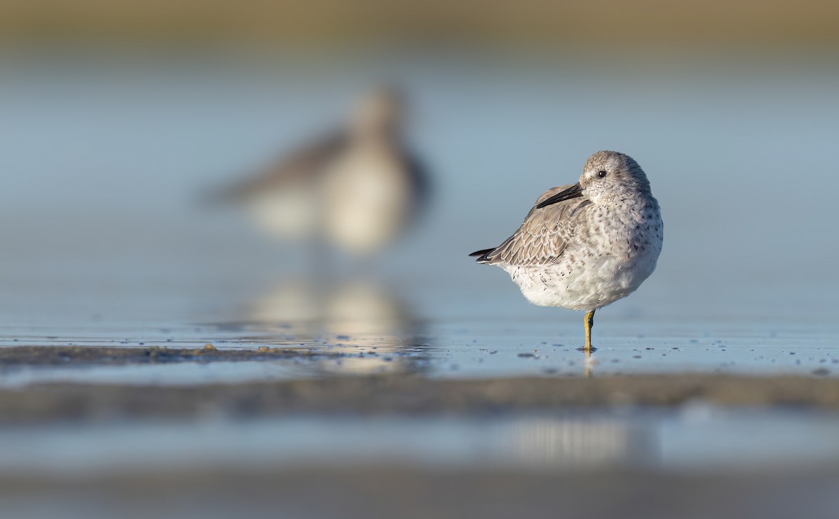 紅腹濱鷸 - ML642876653