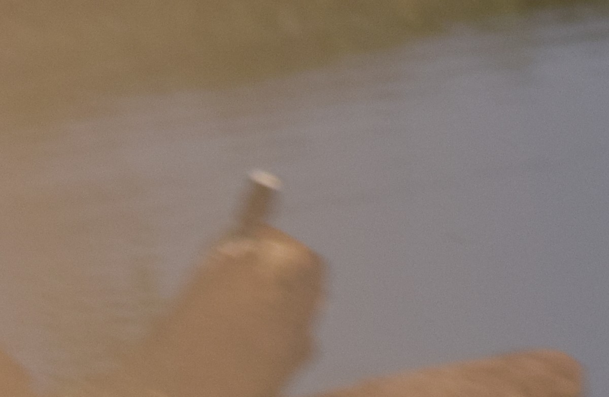 White-headed Marsh Tyrant - ML642876661