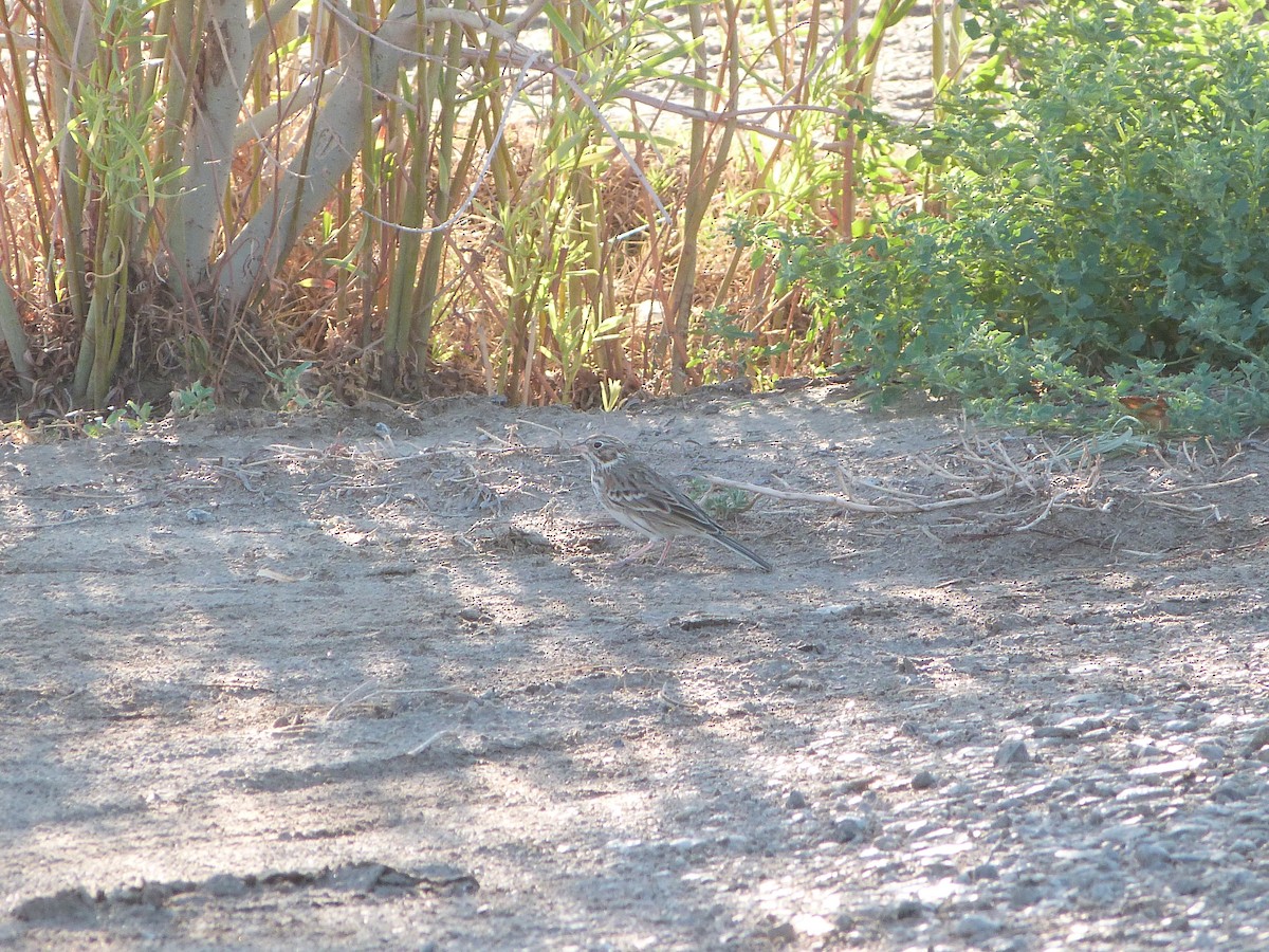 Vesper Sparrow - ML642876672