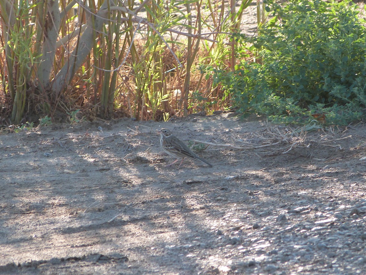 Vesper Sparrow - ML642876691