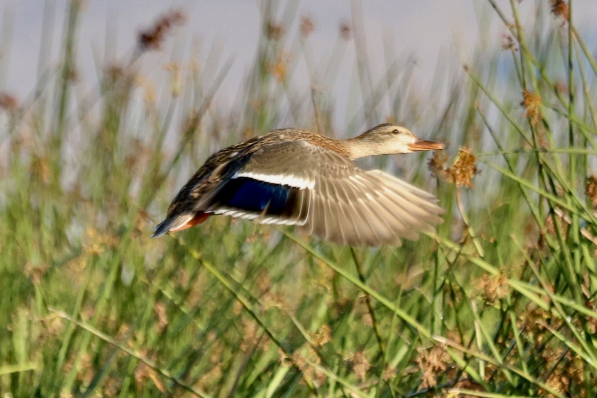 Mallard - ML642876693