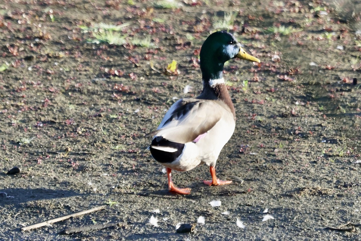 Mallard - ML642876695