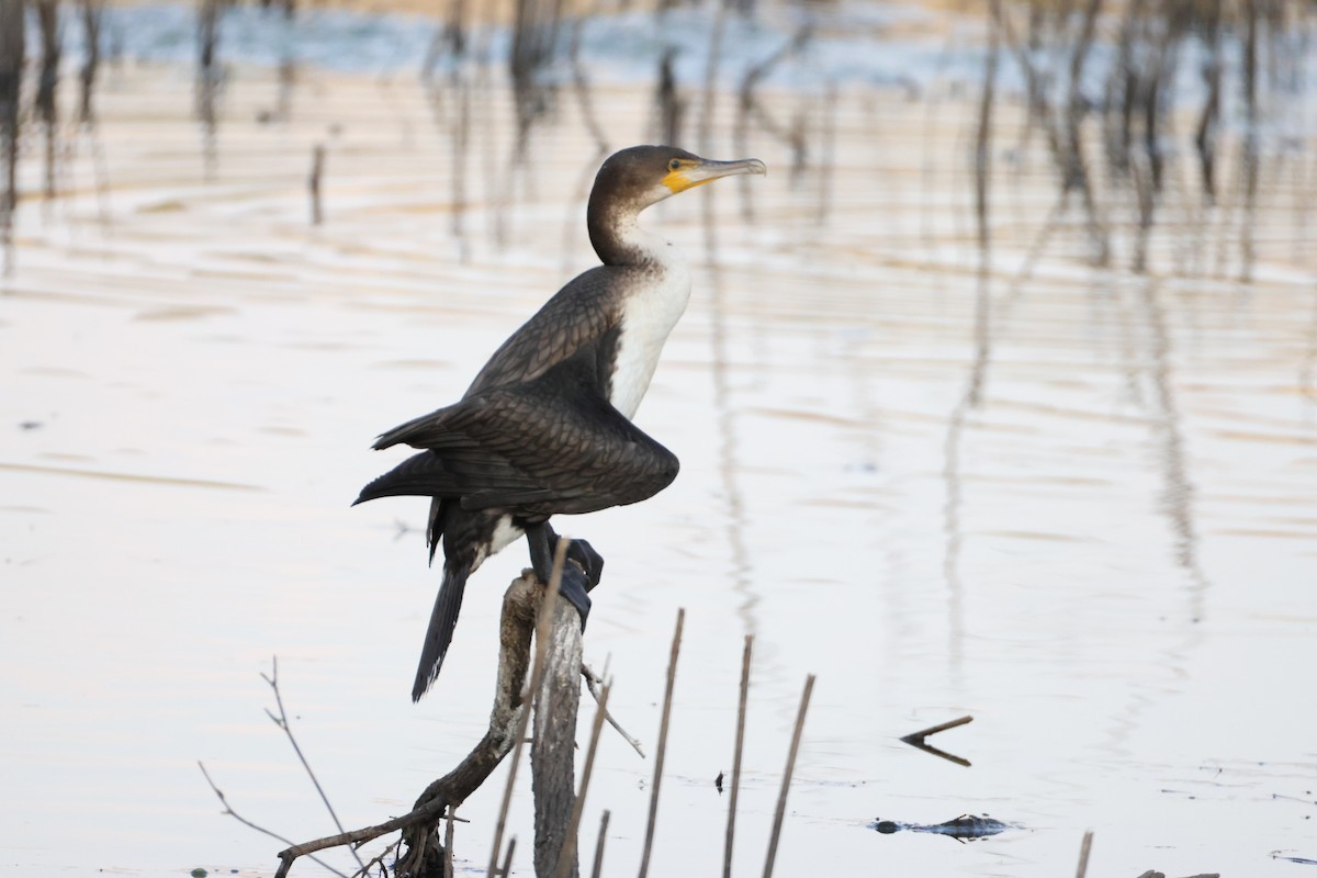 Great Cormorant (White-breasted) - ML642876720