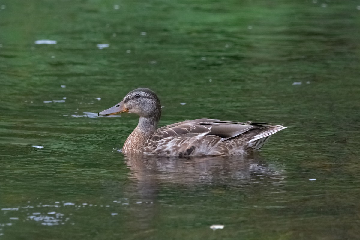 Mallard - ML642876742