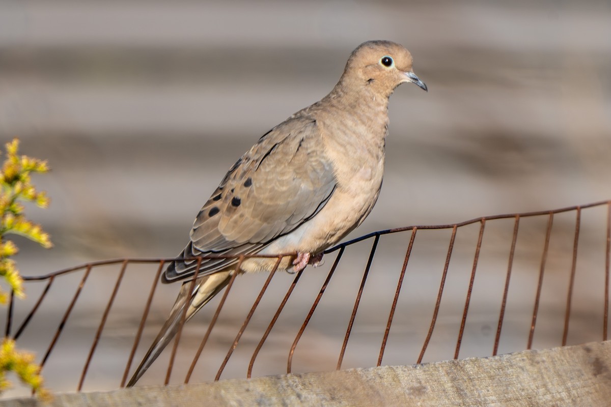 Mourning Dove - ML642876749