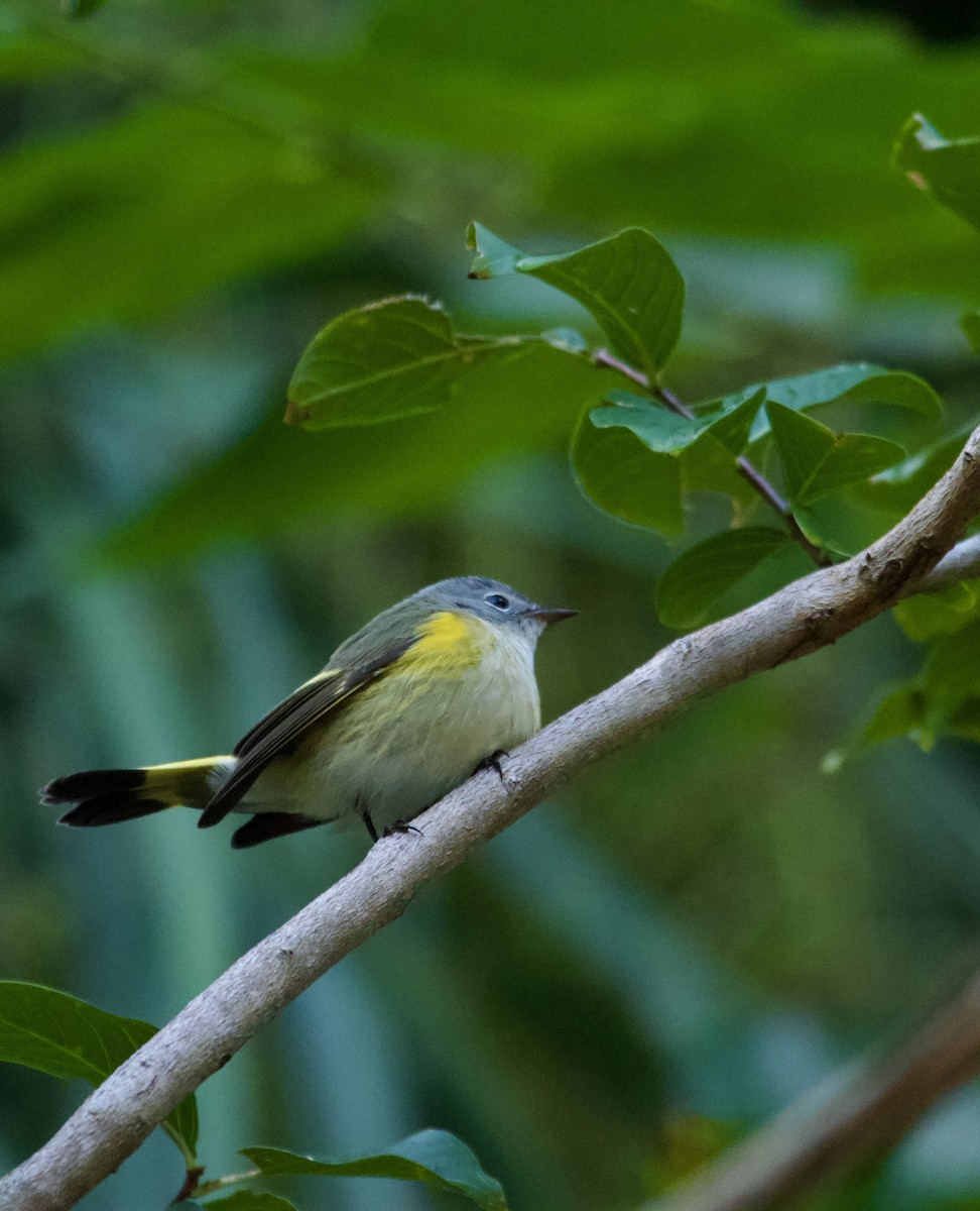 American Redstart - ML642876752