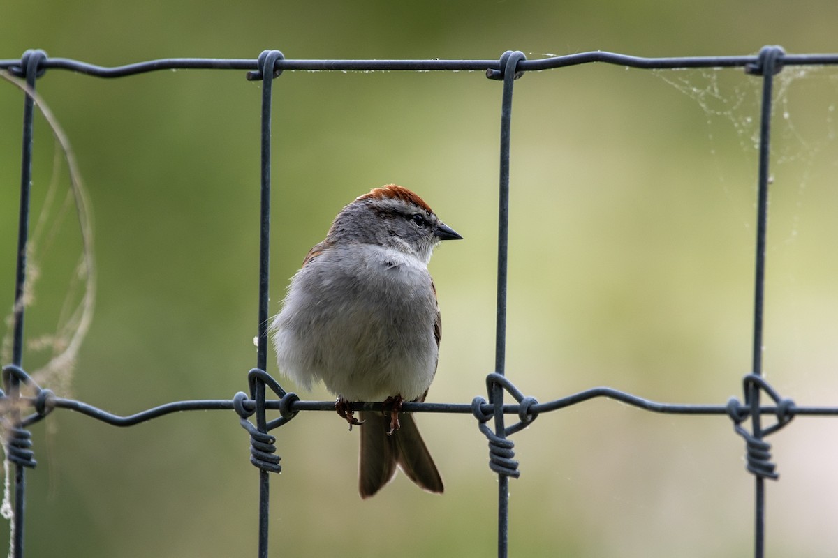 Chipping Sparrow - ML642876755